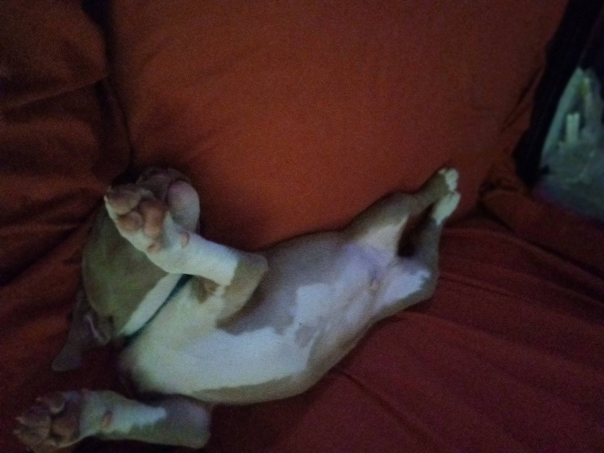 Osiris is registered to the contest to win money with this photo: art, barefoot, chest, comfort, dog_breed, elbow, fawn, foot, gesture, hardwood, human_leg, knee, linens, nail, tail, thigh, toe, trunk, wood, wrist