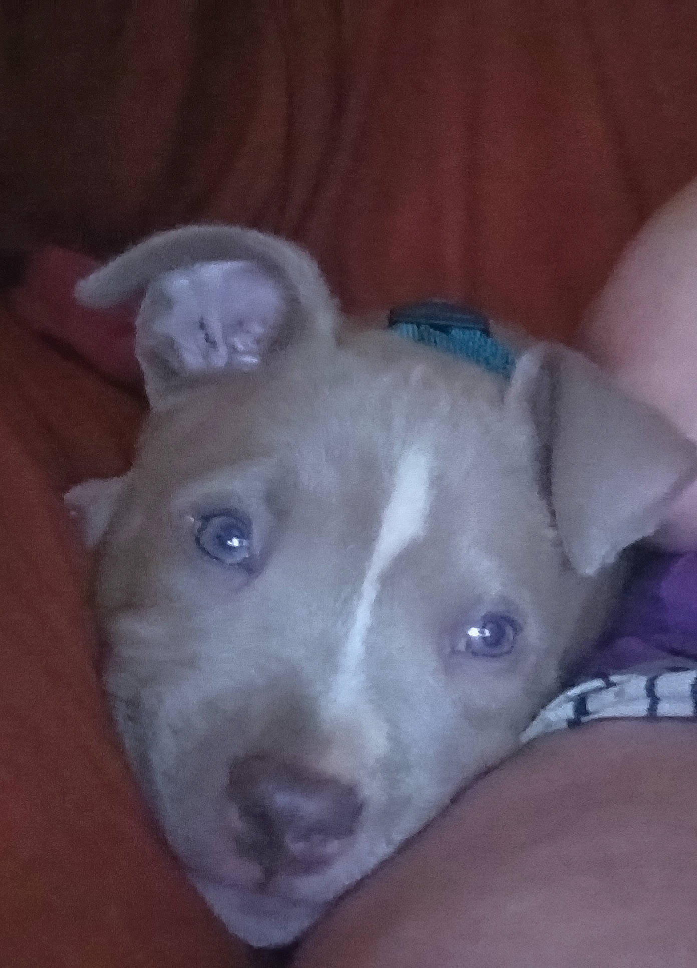 Osiris is registered to the contest to win money with this photo: canidae, carnivore, companion_dog, dog, dog_breed, dog_supply, ear, electric_blue, fawn, non_sporting_group, snout, sporting_group, tail, terrestrial_animal, working_animal