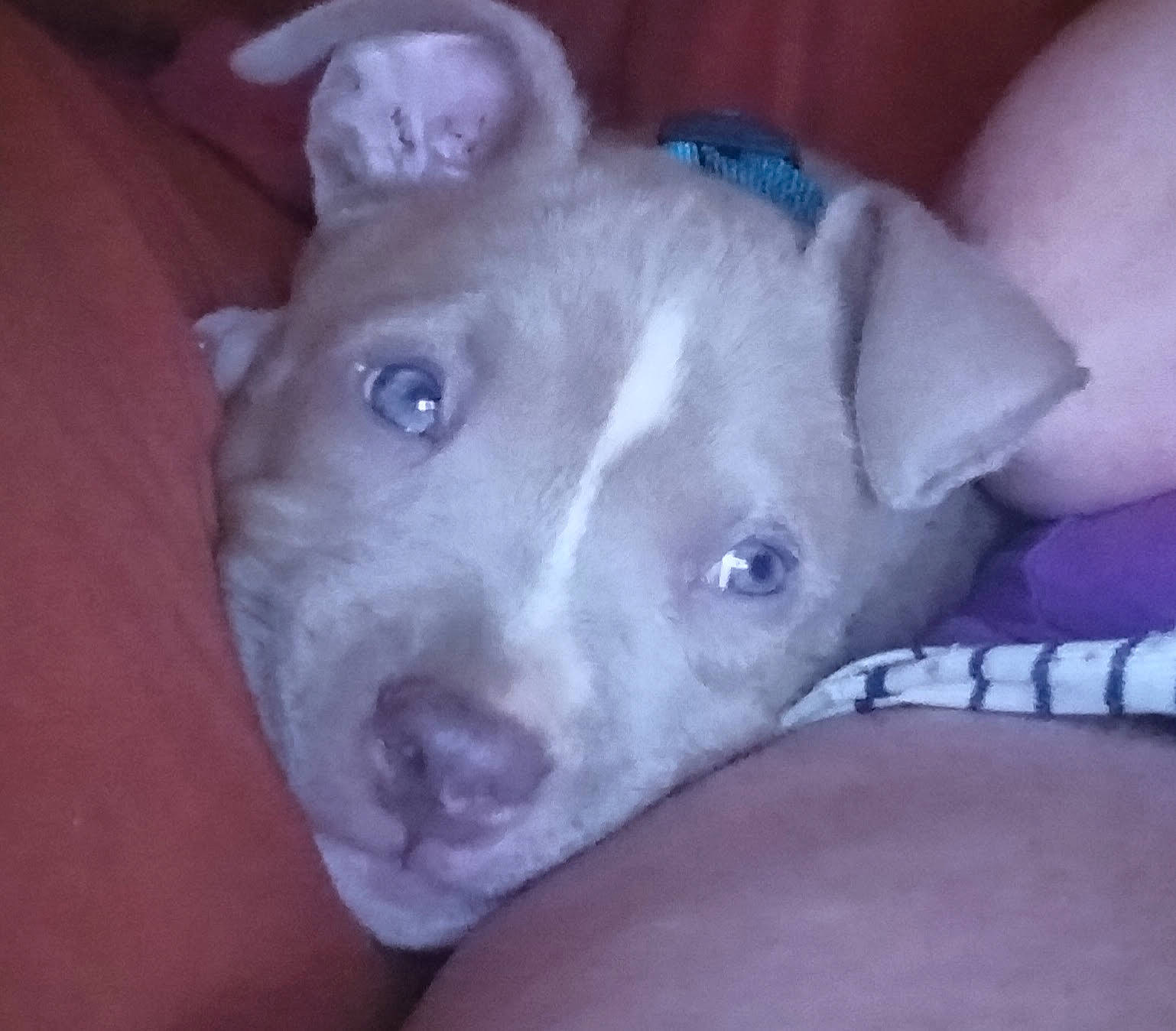 Osiris is registered to the contest to win money with this photo: carnivore, companion_dog, dog, dog_breed, electric_blue, fawn, non_sporting_group, snout, sporting_group, terrestrial_animal, working_animal