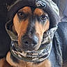 Ukiyo participe au concours pour gagner de l'argent avec cette photo : dog, pet, canine, hat, knit_hat, camouflage, scarf, indoor, portrait, brown, black, fur, face, animal, cozy, resting, looking_at_camera, closeup, cute, warm_clothing