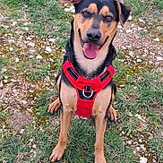Ukiyo participe au concours pour gagner de l'argent avec cette photo : dog, canine, pet, outdoor, grass, rocks, harness, black_and_tan, sitting, smiling, happy, animal, mammal, ears, tongue, leash, nature, friendly, cute, playful