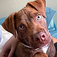 Buddy joined the competition — help win amazing prizes! puppy, dog, brown_dog, close_up, paw, curious, indoor, human_hand, pet, cute, animal, young_dog, fur, snout, ears, looking_at_camera, resting, colorful_clothing, background_blur, companion