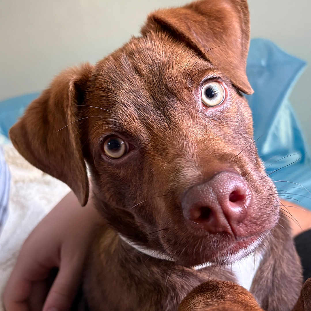 Buddy joined the competition — help win amazing prizes! puppy, dog, brown_dog, close_up, paw, curious, indoor, human_hand, pet, cute, animal, young_dog, fur, snout, ears, looking_at_camera, resting, colorful_clothing, background_blur, companion