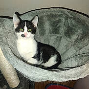 Marty Mcfly is registered to the contest to win money with this photo: kitten, cat, black_and_white, pet, animal, feline, indoor, cat_bed, cozy, resting, fur, ears, whiskers, cute, young, small, domestic, mammal, sleeping_spot, soft