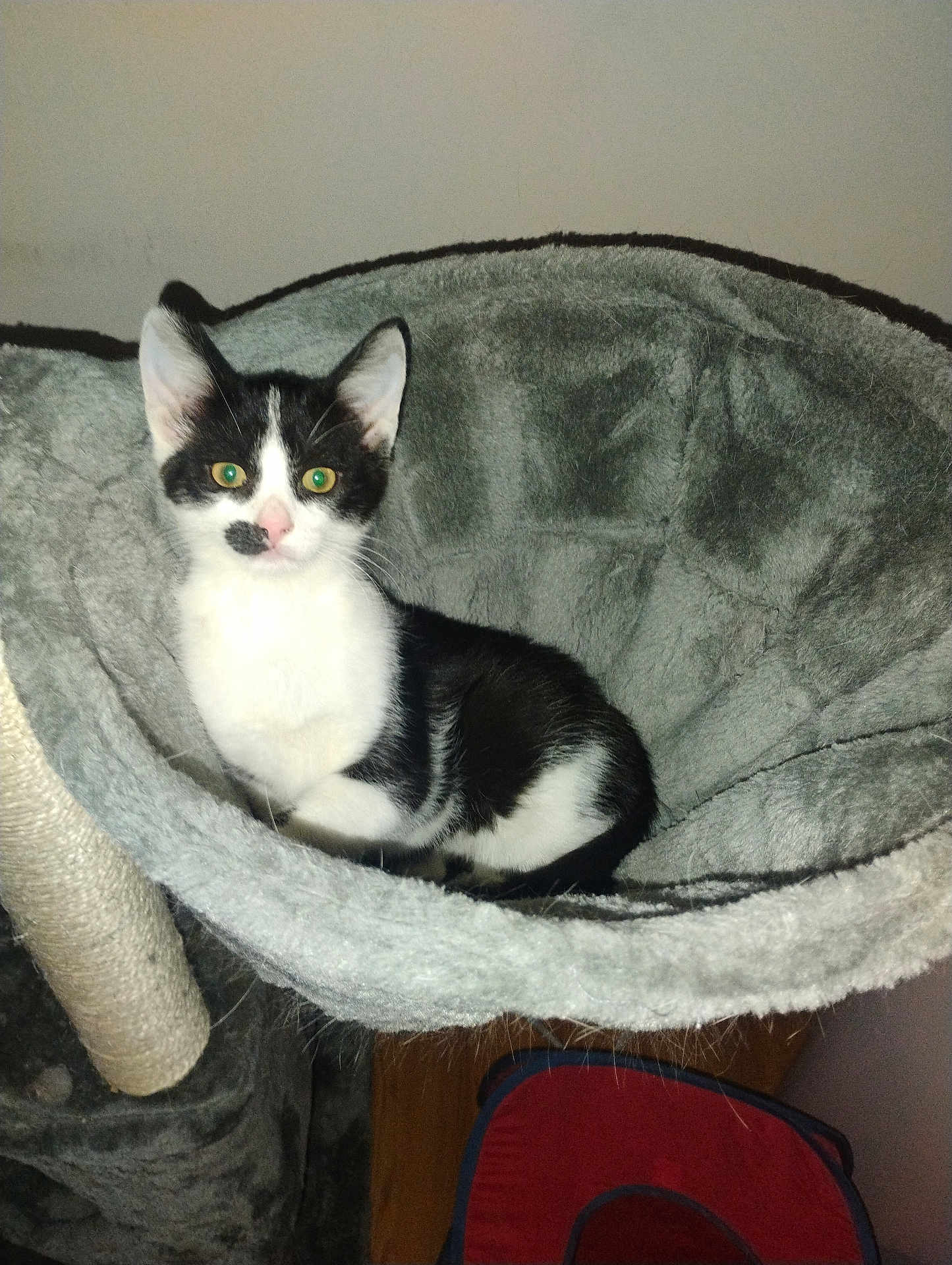 Marty Mcfly is registered to the contest to win money with this photo: kitten, cat, black_and_white, pet, animal, feline, indoor, cat_bed, cozy, resting, fur, ears, whiskers, cute, young, small, domestic, mammal, sleeping_spot, soft