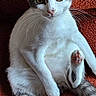 Margueritte a rejoint le concours — aidez-le/la à gagner de superbes lots ! abyssinian, angora, animal, blanket, cat, couch, egyptiancat, furniture, kitten, manx, pet, siamese