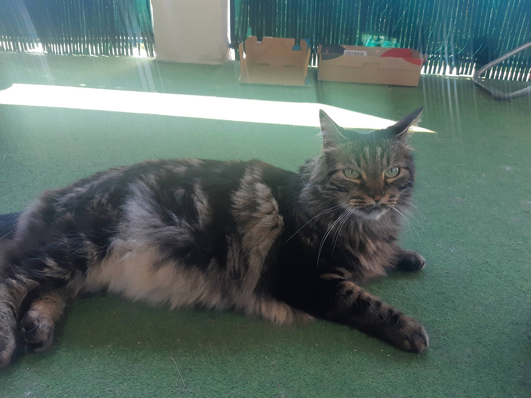 Gibus participe au concours pour gagner de l'argent avec cette photo : carnivore, cat, claw, comfort, domestic_short_haired_cat, felidae, flooring, fur, grass, paw, plant, sitting, small_to_medium_sized_cats, snout, tail, terrestrial_animal, whiskers, window