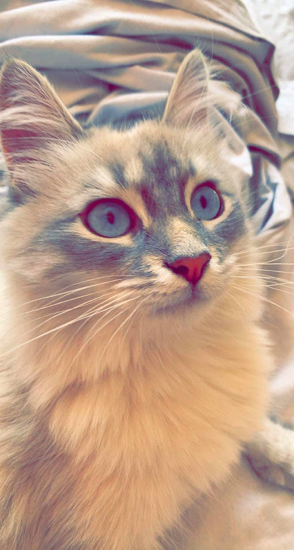 Perle