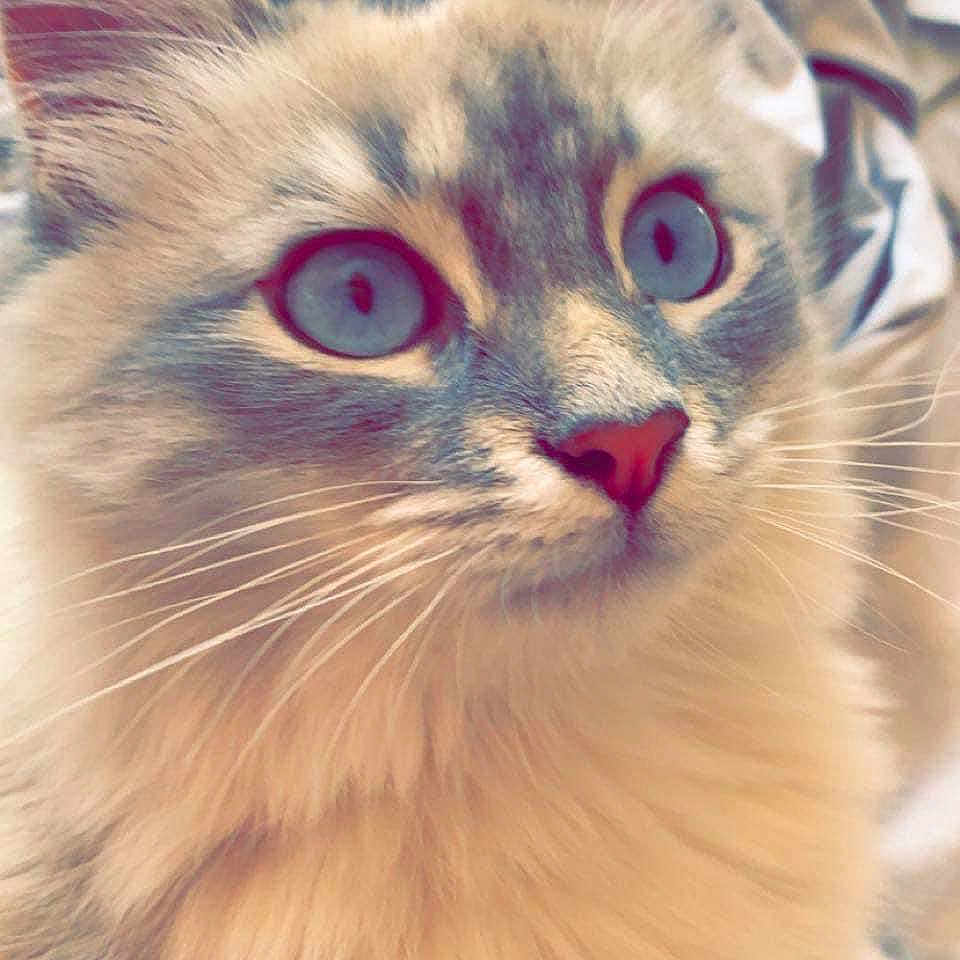 Perle