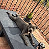 dog, canine, gray_dog, lying_down, lounge_chair, outdoor, balcony, patio, soccer_ball, toy, potted_plant, railing, sunlight, relaxed, stretched_out, pet, animal, portrait, terracotta_tiles, rocky_landscape