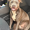 dog, puppy, pit_bull, brown_dog, sitting, smiling, open_mouth, teeth, animal, pet, portrait, car, vehicle, car_interior, dashboard, seat, seatbelt, white_chest, short_hair, happy