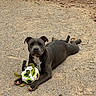 dog, puppy, pit_bull, black_dog, white_chest, outdoor, ground, dirt, dry_leaves, pet, toy, ball, paw_prints, lying_down, sitting, front_facing, floppy_ears, short_hair, animal_portrait, playtime