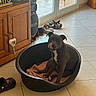 dog, pet, black_dog, white_chest, sitting, dog_bed, round_bed, licking, tongue, indoors, home, tile_floor, glass_doors, sunlight, wooden_cabinet, shoes, speaker, blanket, portrait, cute