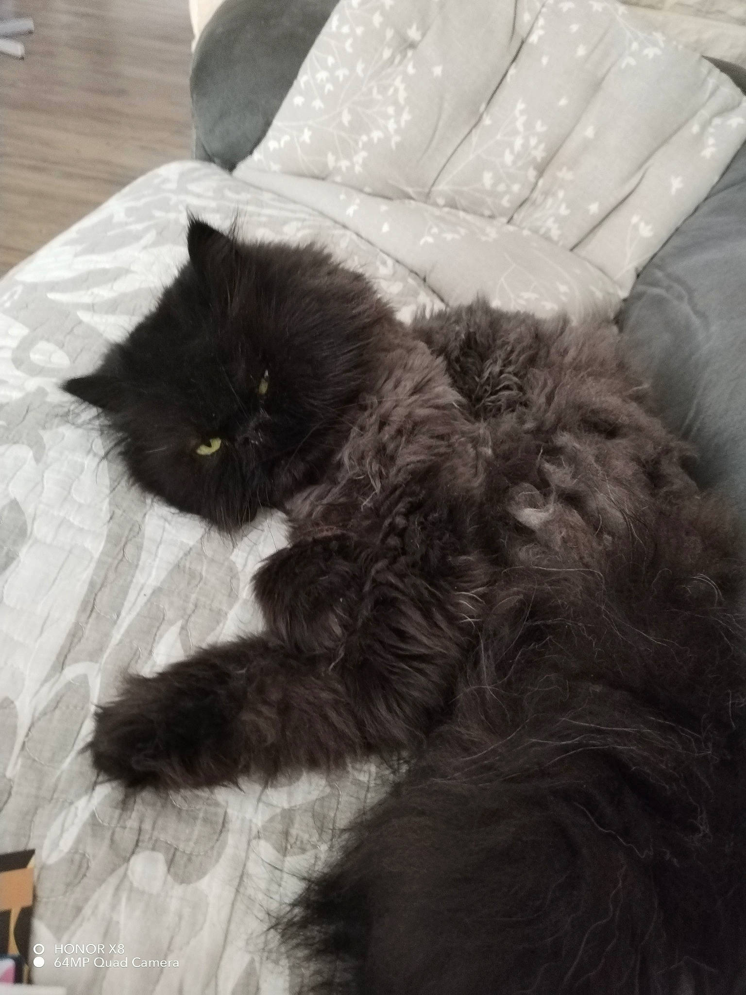 Samba participe au concours pour gagner de l'argent avec cette photo : black_cat, carnivore, cat, claw, comfort, couch, felidae, flooring, fur, grey, hardwood, monochrome, monochrome_photography, nap, paw, sitting, small_to_medium_sized_cats, tail, whiskers, wood