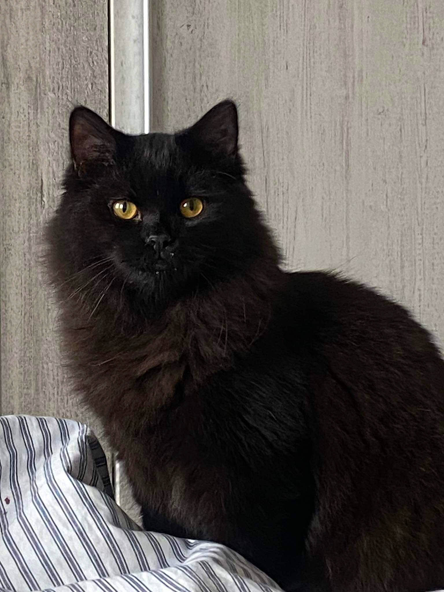 Figaro participe au concours pour gagner de l'argent avec cette photo : black_cat, bombay, carnivore, cat, claw, comfort, domestic_short_haired_cat, felidae, fur, grey, sitting, small_to_medium_sized_cats, tail, terrestrial_animal, whiskers, window