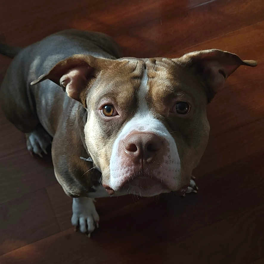 Hercules