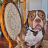 dog, brown, white, collar, chair, wooden, patterned, cushion, indoor, floor, decor, leafy_plants, pet, sitting, looking, portrait, animal, home, furniture, closeup