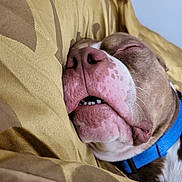 Hercules is registered to the contest to win money with this photo: dog, sleeping, close_up, pillow, yellow, collar, brown, white, face, pet, cute, relaxation, indoor, animal, snout, rest, napping, cozy, soft, calm