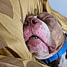 dog, sleeping, close_up, pillow, yellow, collar, brown, white, face, pet, cute, relaxation, indoor, animal, snout, rest, napping, cozy, soft, calm