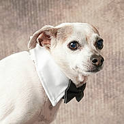 Snoopy is registered to the contest to win money with this photo: adorable, animal, bow_tie, brown_spot, close_up, collar, cute, dog, domestic_animal, ears, face, fur, indoor, looking_away, mammal, pet, portrait, small_dog, well_dressed, white_fur