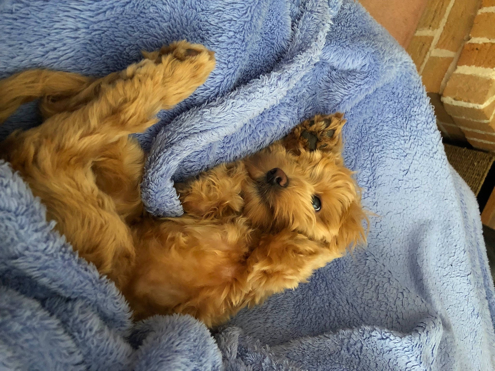 Clyde is registered to the contest to win money with this photo: canidae, carnivore, comfort, companion_dog, dog, dog_breed, fawn, felidae, fur, labradoodle, liver, paw, small_terrier, snout, sporting_group, tail, terrier, toy, toy_dog, yorkipoo