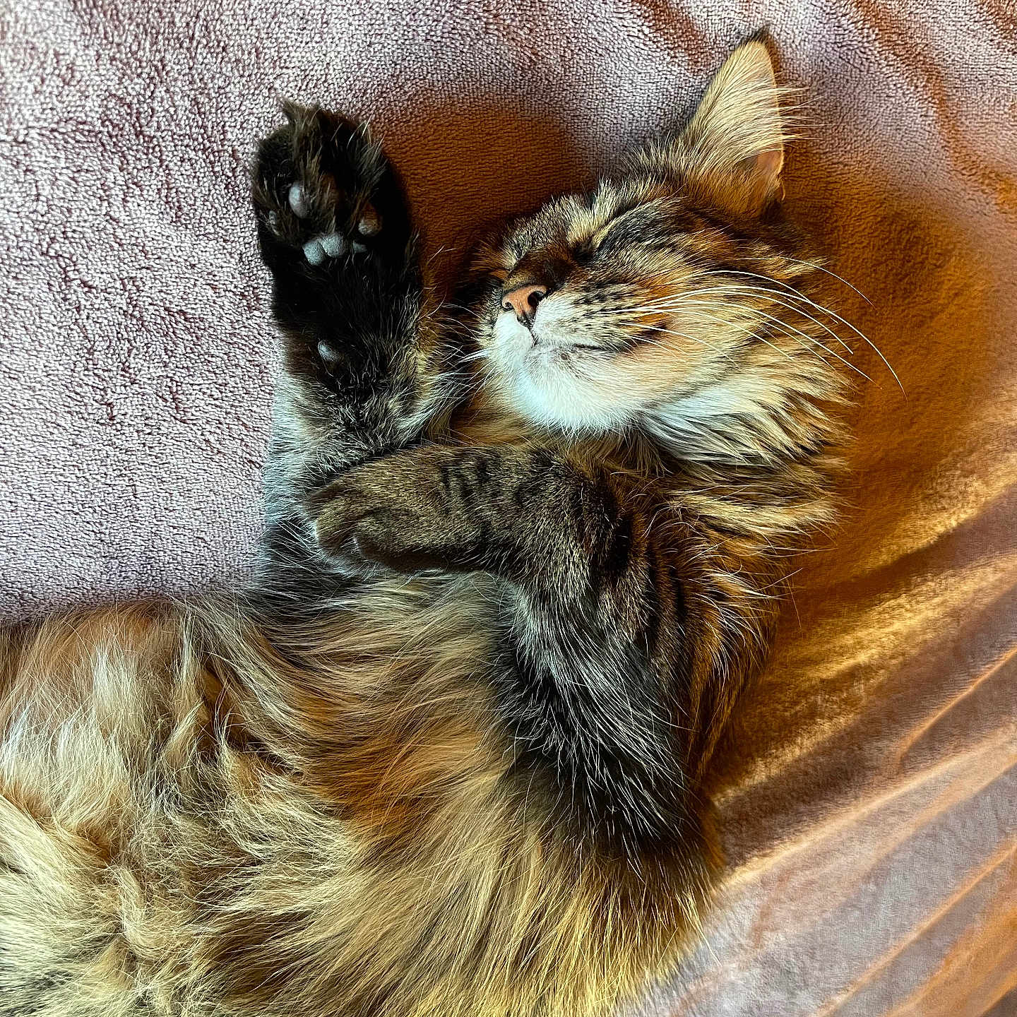 Mona is registered to the contest to win money with this photo: abyssinian, animal, architecture, armchair, building, cat, chair, couch, cushion, furniture, hardwood, homedecor, indoors, interiordesign, kitten, manx, person, pet, sleeping, wood