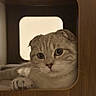 cat, scottish_fold, wooden_cubby, indoor, pet, feline, curious, relaxed, cute, whiskers, paws, animal, cozy, portrait, looking, furry, tabby, mammal, home, resting