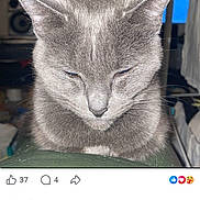 Kunna a rejoint le concours — aidez-le/la à gagner de superbes lots ! animal, calm, cat, close_up, comment_section, ears, face, feline, fur, gray_cat, indoor, mobile_phone, pet, post, resting, screen_capture, social_media, text, user_interface, whiskers