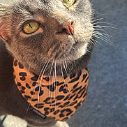 Vader joined the competition — help win amazing prizes! cat, close_up, animal, pet, leopard_print, bandana, whiskers, golden_eyes, sunlight, outdoor, curious, feline, portrait, gray_fur, face, cute, domestic_cat, looking_up, shadow, texture