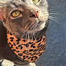 cat, close_up, animal, pet, leopard_print, bandana, whiskers, golden_eyes, sunlight, outdoor, curious, feline, portrait, gray_fur, face, cute, domestic_cat, looking_up, shadow, texture