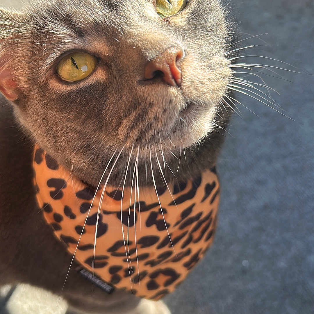 Vader joined the competition — help win amazing prizes! cat, close_up, animal, pet, leopard_print, bandana, whiskers, golden_eyes, sunlight, outdoor, curious, feline, portrait, gray_fur, face, cute, domestic_cat, looking_up, shadow, texture