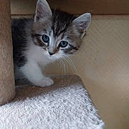 Moufasa participe au concours pour gagner de l'argent avec cette photo : kitten, cat, pet, animal, fur, whiskers, blue_eyes, curious, indoor, cozy, soft, cute, small, young, tabby, playful, feline, resting, cat_tree, closeup