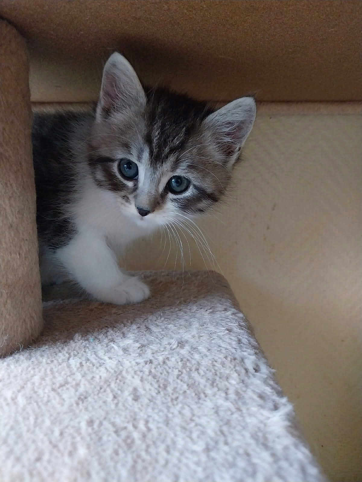 Moufasa participe au concours pour gagner de l'argent avec cette photo : kitten, cat, pet, animal, fur, whiskers, blue_eyes, curious, indoor, cozy, soft, cute, small, young, tabby, playful, feline, resting, cat_tree, closeup
