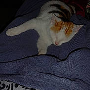 Ping Pong is registered to the contest to win money with this photo: cat, sleeping, blanket, feline, resting, orange_and_white, soft_texture, cozy, indoor, pet, fur, animal, quiet, relaxation, comfort, laying_down, domestic_cat, warm, peaceful, cute