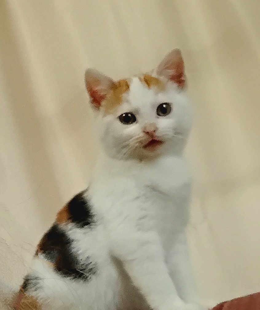 Ping Pong is registered to the contest to win money with this photo: cat, kitten, calico, white, orange, black, fur, pet, animal, cute, domestic, feline, whiskers, ears, face, young, indoor, sitting, curious, soft