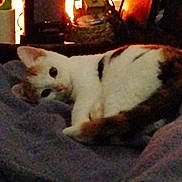 Ping Pong joined the competition — help win amazing prizes! animal, blanket, cat, comfort, cozy, cute, domestic, feline, fireplace, fur, home, indoor, mammal, pet, quiet, relaxing, resting, sleepy, soft, warm