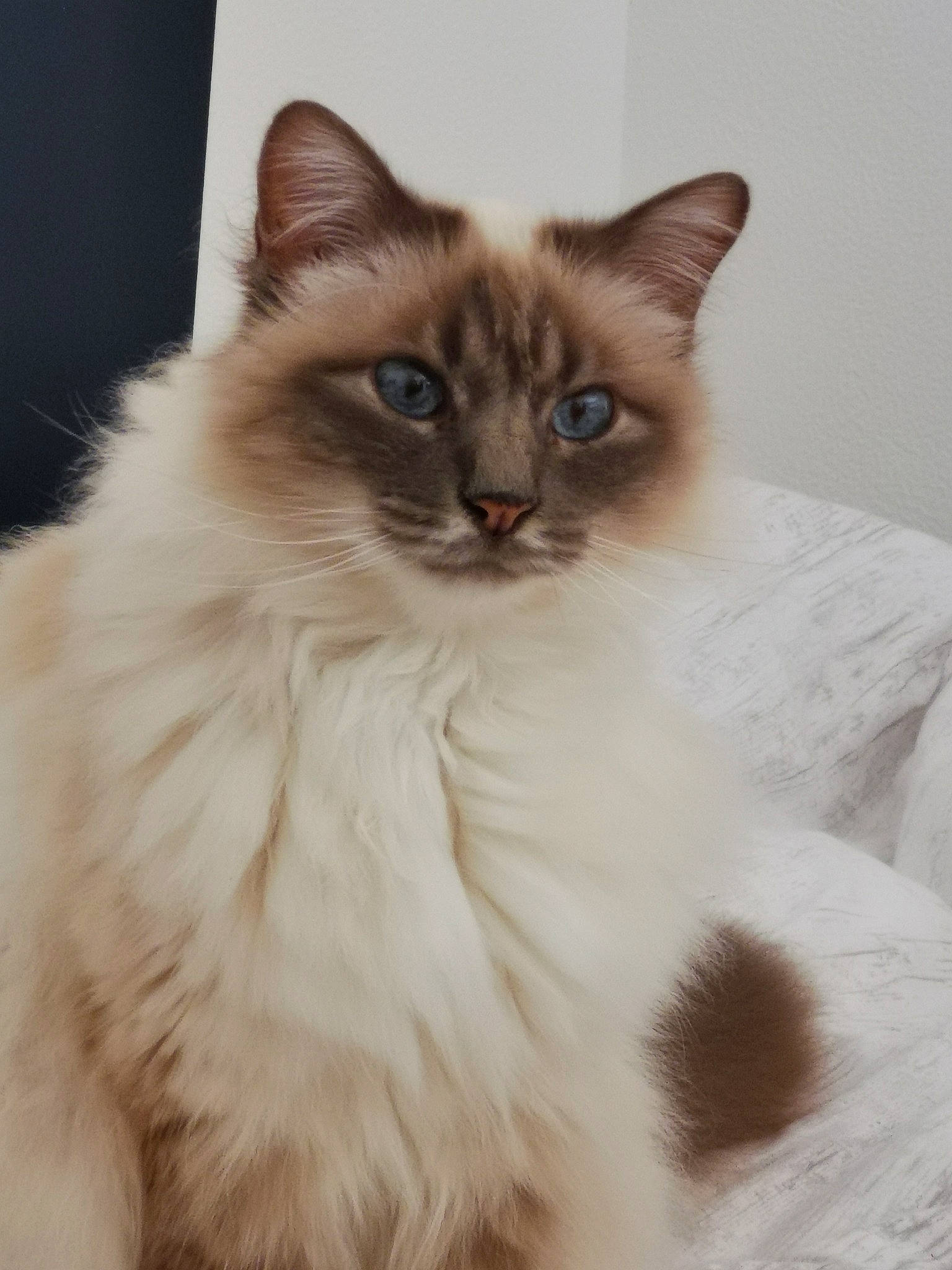 Foxy participe au concours pour gagner de l'argent avec cette photo : asian_semi_longhair, balinese, birman, british_semi_longhair, carnivore, cat, domestic_long_haired_cat, eye, felidae, iris, javanese, kitten, mammal, ragamuffin, ragdoll, siamese, small_to_medium_sized_cats, tonkinese, vertebrate, whiskers