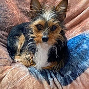 Peppa is registered to the contest to win money with this photo: bedding, black_and_tan, blanket, brown_eyes, canine, close_up, cozy, cute, dog, fluffy, indoor, pet, pointed_ears, portrait, relaxed, scruffy_fur, sitting, small_dog, terrier, white_chest