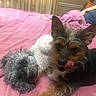 Peppa joined the competition — help win amazing prizes! animal_portrait, bedroom, black_and_tan, companions, cozy, curly_hair, cute, dogs, fur, gray_dog, home, indoors, lying_down, pet, photography, pink_blanket, puppies, scruffy_dog, terrier, tongue_out