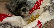 Maybelline joined the competition — help win amazing prizes! bed, black_nose, blanket, brown_fur, cozy, curly_fur, cute, dog, gray_fur, home, indoors, pet, pillow, portrait, puppy, relaxed, resting, sleeping, snuggled, warm