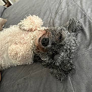 Maybelline joined the competition — help win amazing prizes! bed, black_nose, brown_eyes, close_up, cozy, curly_fur, cute, dog, floppy_ears, gray_fur, home, indoor, lying_down, pet, portrait, quilt, relaxed, small_dog, upside_down, white_fur