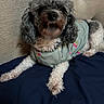 Maybelline joined the competition — help win amazing prizes! blanket, brown, canine, close_up, clothing, couch, curly_hair, cute, dark_blue, dog, floral_pattern, front_legs, indoors, lying_down, mint_green, outfit, pet, portrait, small_dog, white