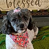 Maybelline is registered to the contest to win money with this photo: adorable, bandana, bow, curly_fur, decorative_sign, dog, floral_bandana, fluffy, front_facing, furniture, green_rug, groomed, indoor, living_room, pet, pink_bow, poodle, portrait, sitting, small_dog