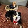 Chico is registered to the contest to win money with this photo: australian_shepherd, bandana, bed, bedroom, black_white_fur, blanket, brown_fur, canine, cute, dog, dog_bed, dogs, happy, indoor, large_dog, pet, portrait, sitting, small_dog, sweater