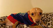 Chico is registered to the contest to win money with this photo: animal, bed, blanket, blue, close_up, clothing, cute, dog, fluffy_blanket, indoors, large_eyes, leopard_print, lying_down, pet, portrait, red, resting, small_dog, sweater, tan_dog