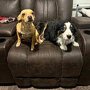 Chico is registered to the contest to win money with this photo: black_and_white_dog, brown_dog, canine, chair, cute, dogs, floppy_ears, furniture, home, indoor, leather_recliner, long_fur, medium_dog, pet_portrait, pets, photograph, short_fur, sitting, small_dog, wood_floor
