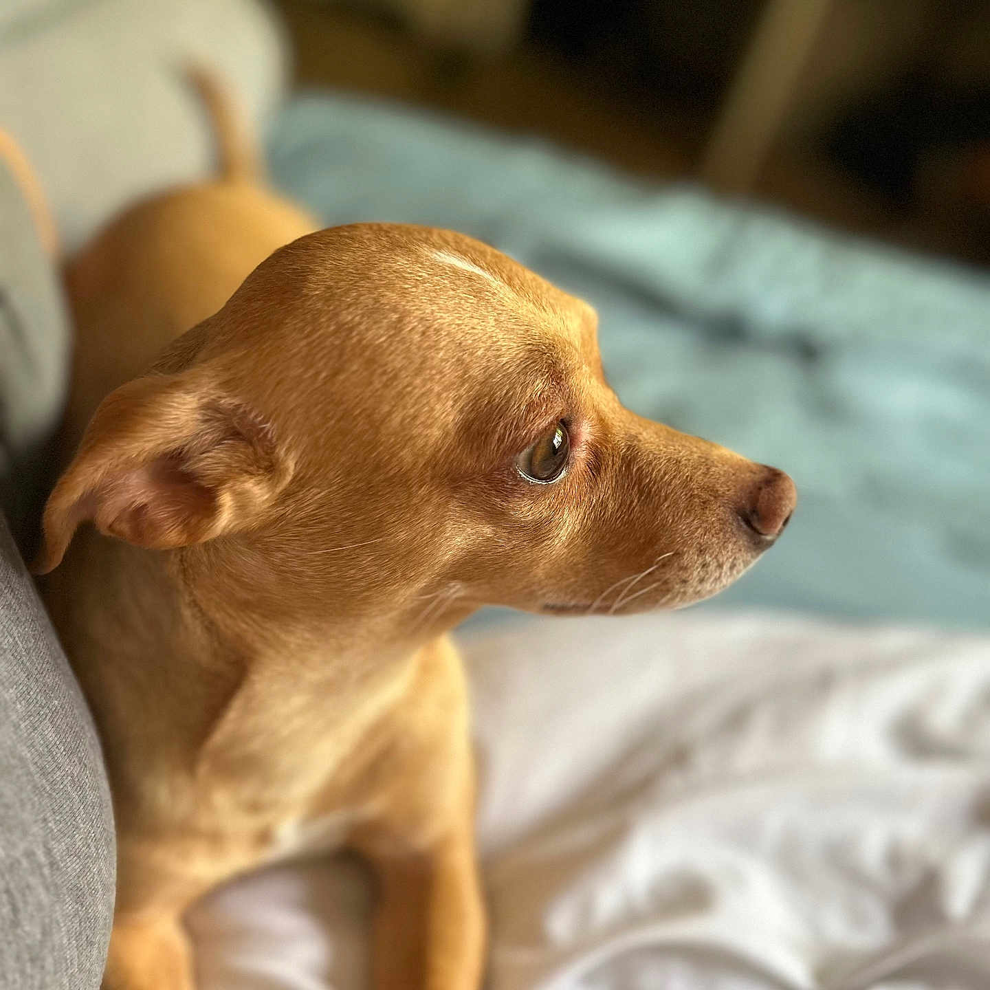 Chico