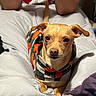 Chico is registered to the contest to win money with this photo: animal, bed, black, black_nose, brown_fur, canine, close_up, cozy, cute, dog, floppy_ears, indoors, orange, pet, pillows, plaid, portrait, sitting, wearing_clothes, wide_eyed
