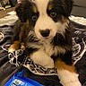 Mylo joined the competition — help win amazing prizes! black, blanket, blue_eyes, brown, couch, cute, dog, eyes, face, fluffy, fur, home, indoor, nose, portrait, puppy, sitting, snack_bag, tri_color, white