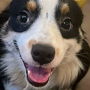 Mylo joined the competition — help win amazing prizes! animal, black_and_white, close_portrait, close_up, collar, cute, dog, floppy_ears, fur, happy, indoor, nose, open_mouth, pet, playful, portrait, puppy, shiny_eyes, smiling, tongue_out